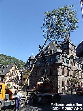 Maibaumaufstellung Maibaum aufstellen am Rhein